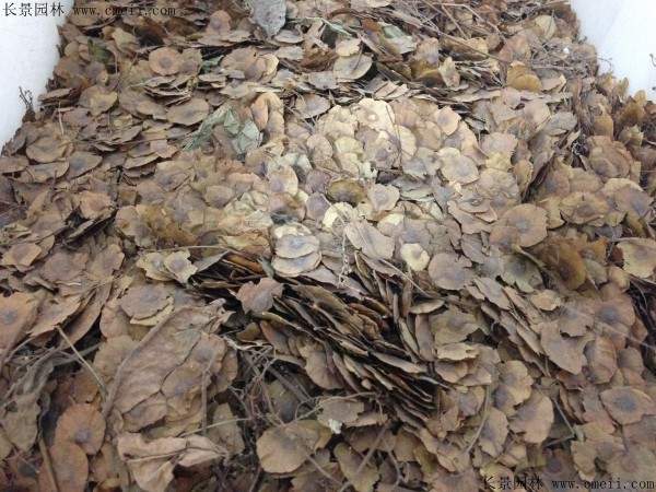 金钱松种子图片