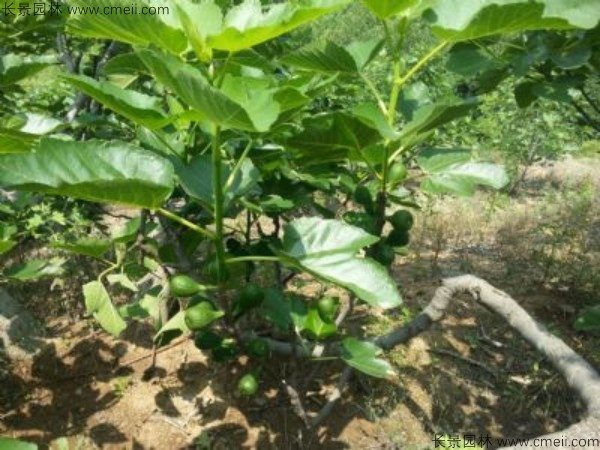 无花果种子发芽出苗图片