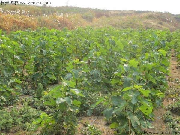 无花果种子发芽出苗图片