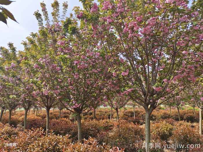十大适合种植的绿化树(图4) 十大适合种植的绿化树(图4)