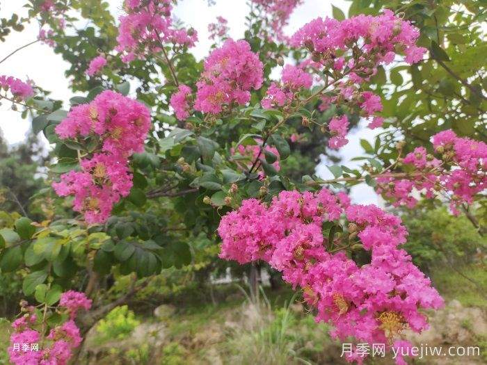 十大适合种植的绿化树(图5) 十大适合种植的绿化树(图5)