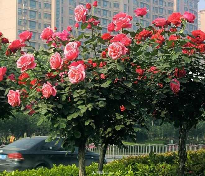 树状月季很多人都喜欢种植,但是会开花少影响观赏,这是怎么回事呢(图1) 树状月季很多人都喜欢种植,但是会开花少影响观赏,这是怎么回事呢(图1)