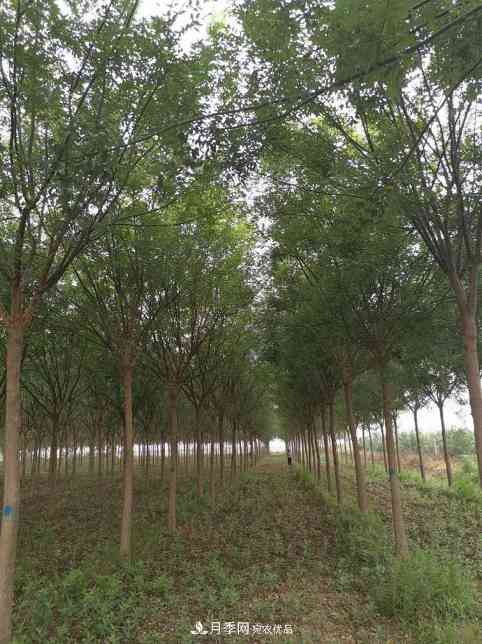 浙江滕头园林今年做了两件事,第二件将为你省一大笔钱!(图1) 浙江滕头园林今年做了两件事,第二件将为你省一大笔钱!(图1)