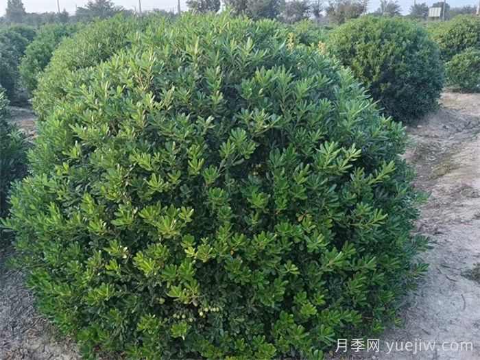 海桐球好养还好看,园林人的省心选手(图1) 海桐球好养还好看,园林人的省心选手(图1)