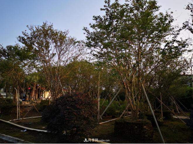 广东省中山市横栏镇,这个3万亩的花木之乡,亩均年产值竟达10万元(图7) 广东省中山市横栏镇,这个3万亩的花木之乡,亩均年产值竟达10万元(图7)