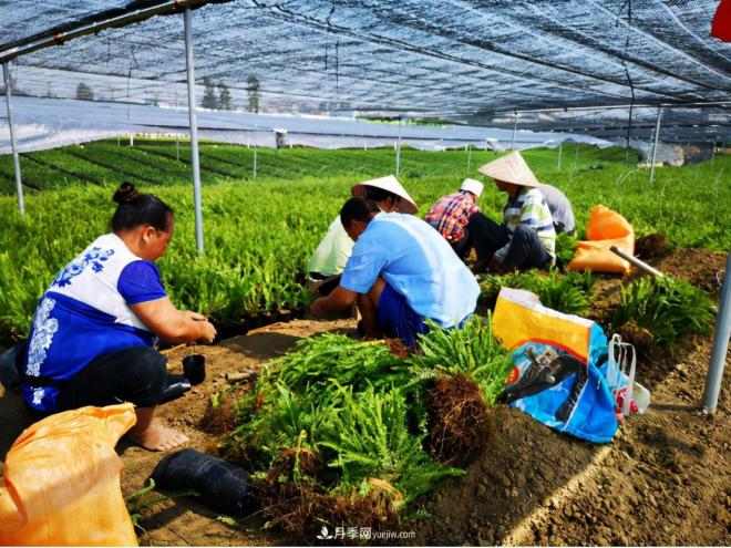 广东省中山市横栏镇,这个3万亩的花木之乡,亩均年产值竟达10万元(图2) 广东省中山市横栏镇,这个3万亩的花木之乡,亩均年产值竟达10万元(图2)