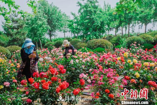 中国月季之都 山东莱州月季花海吸睛(图1)