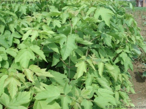 糖槭种子发芽出苗图片