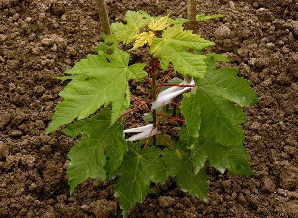 糖槭种子发芽出苗图片