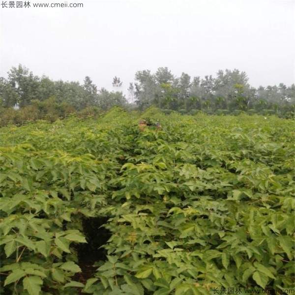 糖槭种子发芽出苗图片