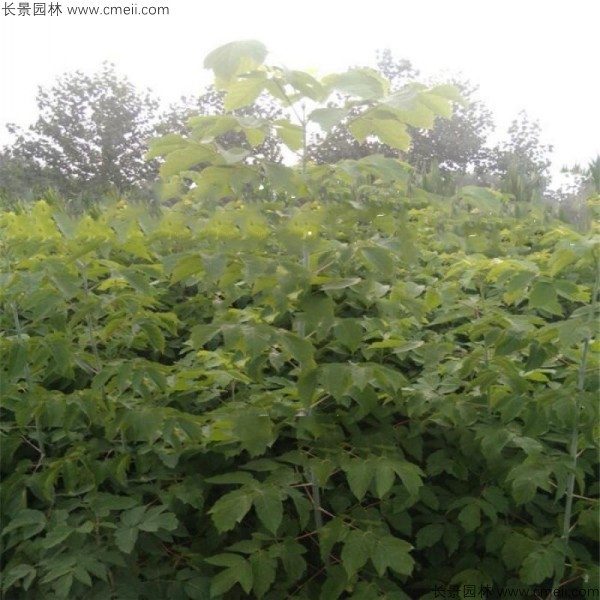 糖槭种子发芽出苗图片