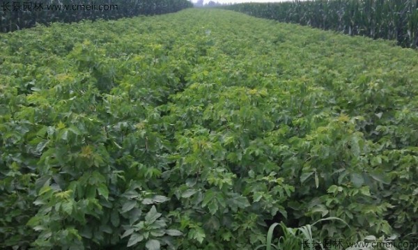 糖槭种子发芽出苗图片