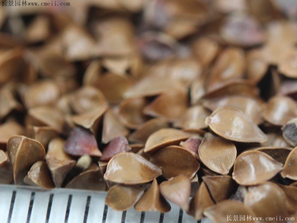 鲁梅克斯种子图片