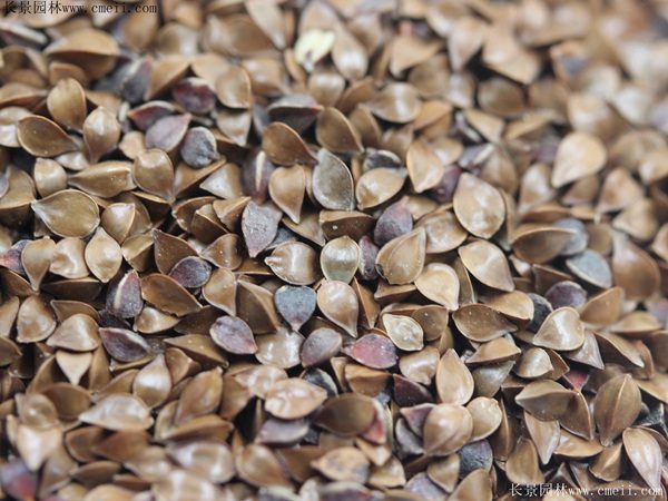 鲁梅克斯种子图片