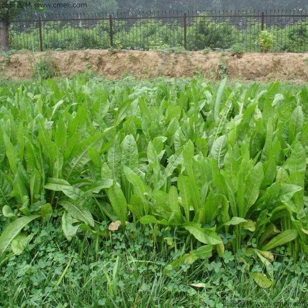 鲁梅克斯种子发芽出苗图片