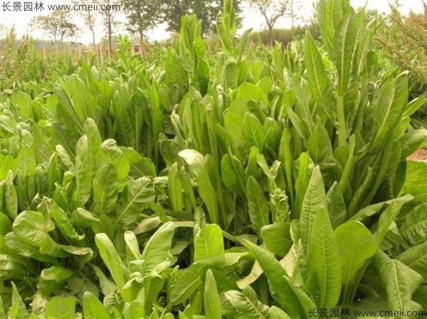 鲁梅克斯种子发芽出苗图片