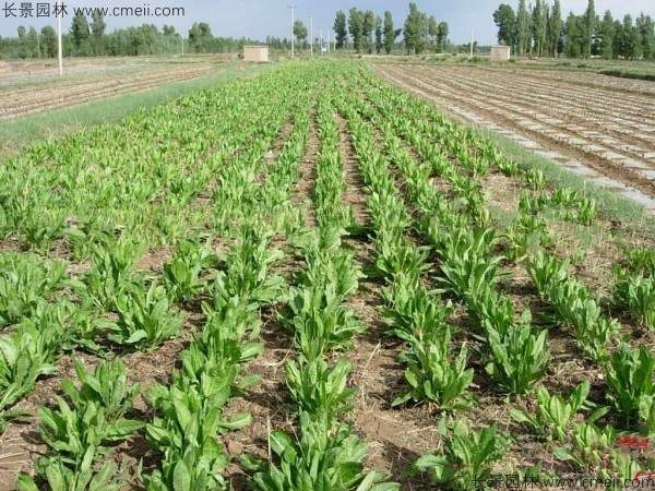 鲁梅克斯种子发芽出苗图片