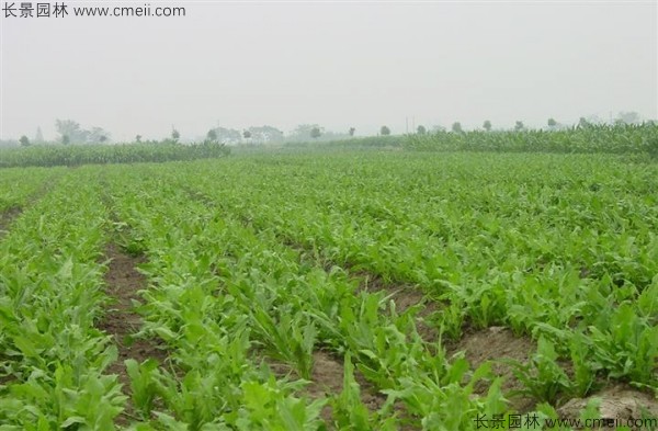 鲁梅克斯种子发芽出苗图片