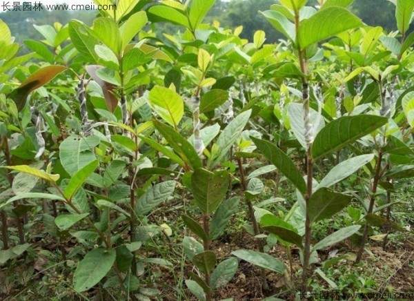 番石榴种子发芽出苗图片