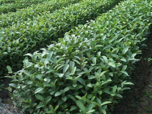 番石榴种子发芽出苗图片