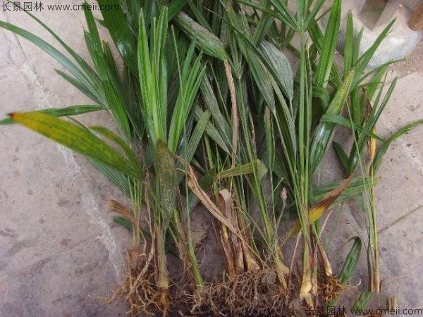 棕树种子发芽出苗图片