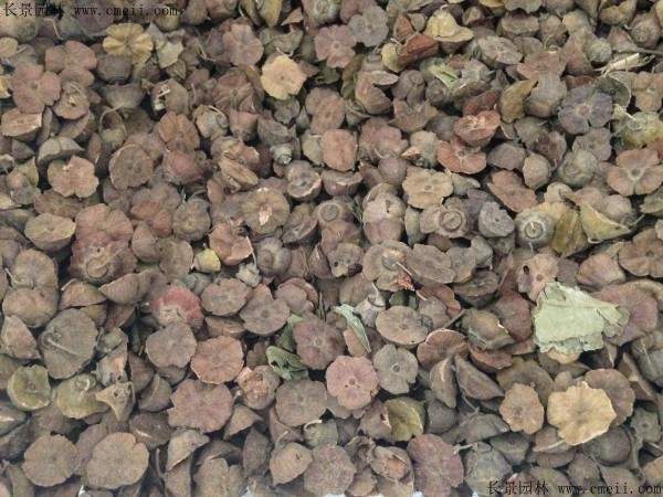 马甲子种子图片