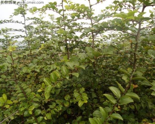 马甲子种子发芽出苗图片