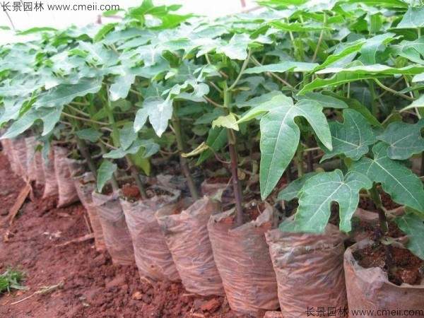 番木瓜种子发芽出苗图片