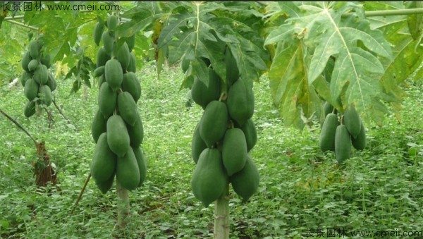 番木瓜种子发芽出苗图片