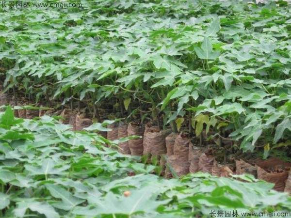 番木瓜种子发芽出苗图片