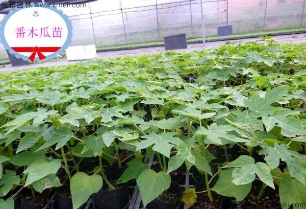 番木瓜种子发芽出苗图片