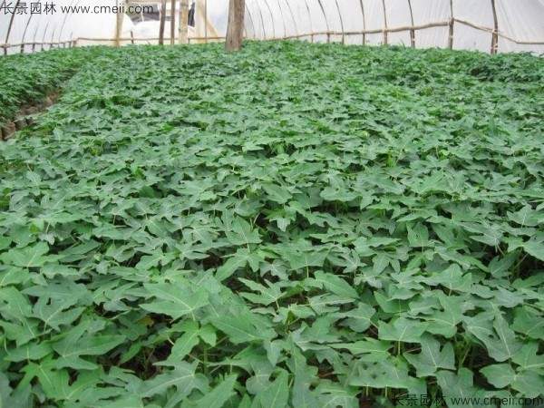 番木瓜种子发芽出苗图片