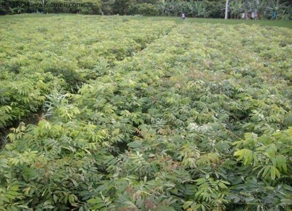 桂圆种子发芽出苗图片