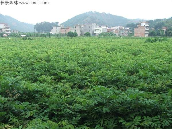 桂圆种子发芽出苗图片