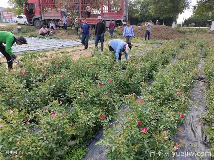 苗木留缝苗是什么意思?和间苗一样吗?(图1) 苗木留缝苗是什么意思?和间苗一样吗?(图1)