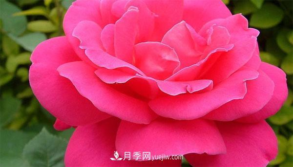 想要月季花朵开的又大又好,这几个修剪小技巧一定要掌握!(图1) 想要月季花朵开的又大又好,这几个修剪小技巧一定要掌握!(图1)