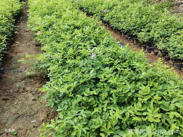 永登县苦水镇万亩玫瑰产业灿烂绽放(图1) 永登县苦水镇万亩玫瑰产业灿烂绽放(图1)