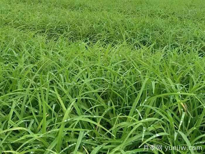 萱草的品种特性与园林应用配置价值(图1) 萱草的品种特性与园林应用配置价值(图1)