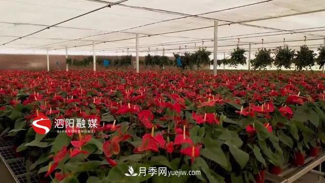 江苏泗阳新境界花卉基地:“花样”产业助力乡村振兴(图4) 江苏泗阳新境界花卉基地:“花样”产业助力乡村振兴(图4)