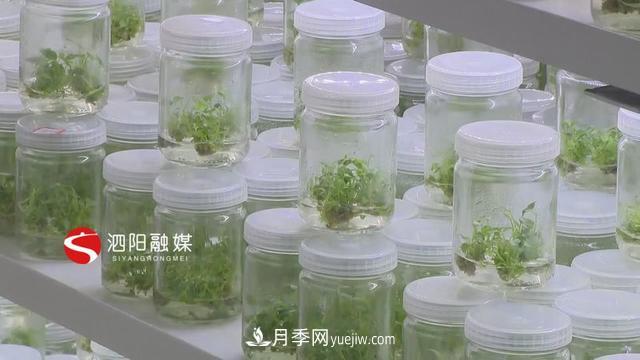 江苏泗阳新境界花卉基地:“花样”产业助力乡村振兴(图5) 江苏泗阳新境界花卉基地:“花样”产业助力乡村振兴(图5)