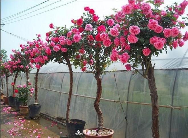 美丽娇艳的树状月季原来是这样种出来的,看完后自己在家也能弄树状(图1) 美丽娇艳的树状月季原来是这样种出来的,看完后自己在家也能弄树状(图1)