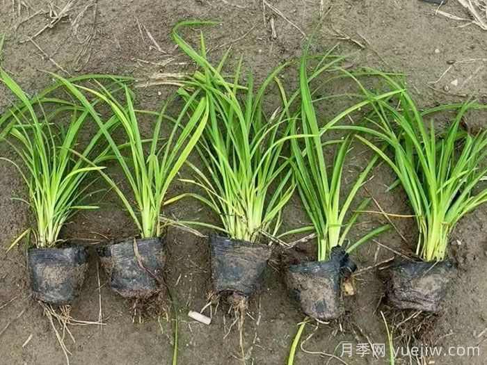 萱草的品种特性与园林应用配置价值(图2) 萱草的品种特性与园林应用配置价值(图2)