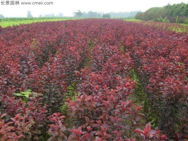 红叶李种子发芽出苗图片