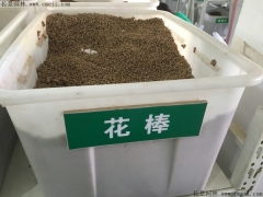 花棒种子