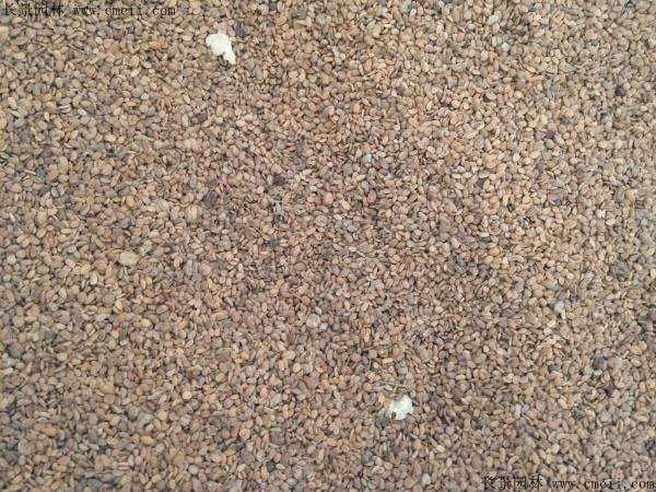 金银木种子图片