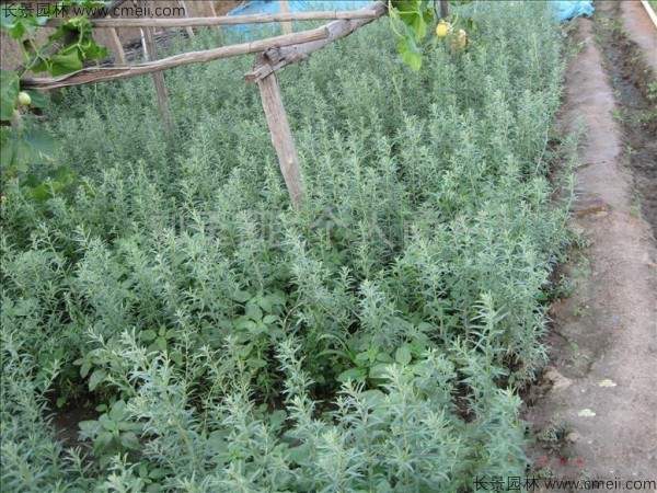 沙棘种子发芽出苗图片