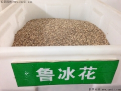 鲁冰花种子