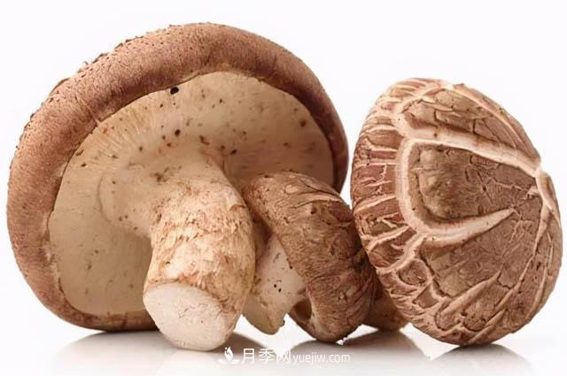 中国香菇产业调查分析报告,市场现状与发展前景(图1) 中国香菇产业调查分析报告,市场现状与发展前景(图1)