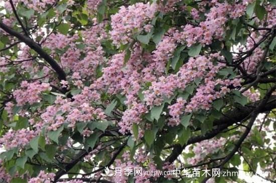 河南苗木楸树和梓树的区别(图2) 河南苗木楸树和梓树的区别(图2)