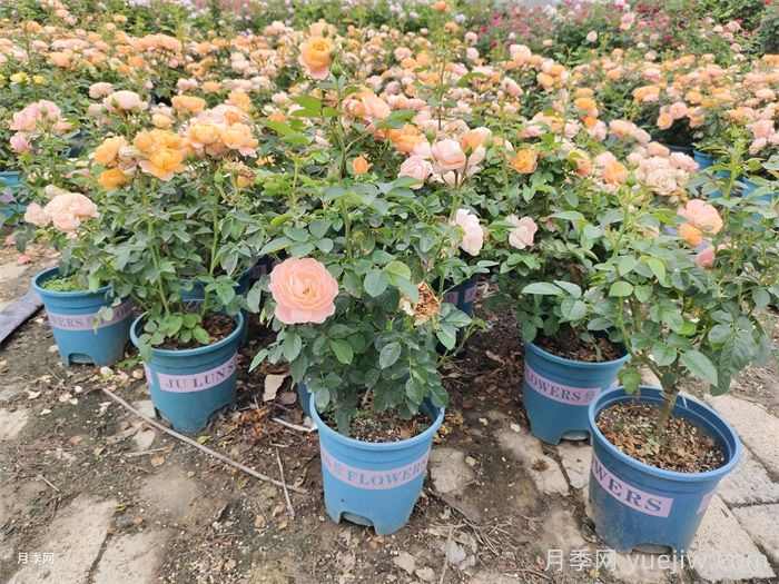 买花卉苗木要选对季节,秋天就买这几类(图1) 买花卉苗木要选对季节,秋天就买这几类(图1)